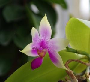 Phalaenopsis Samera