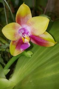 Phalaenopsis Mituo Gelb Eagle