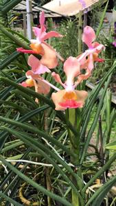 Papilionanda Josephine van Brero