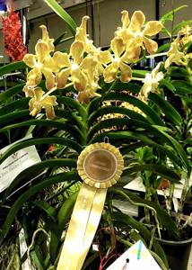Vanda Doctor Goh Keng Swee