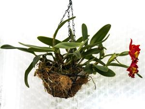 Rhyncholaeliocattleya Chief Jewel