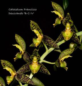 Catasetum Francisco Deusvando