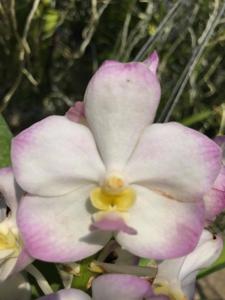 Vandachostylis Crownfox Magic
