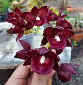 Monnierara Jumbo Delight