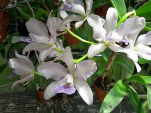 Cattlianthe Bactia