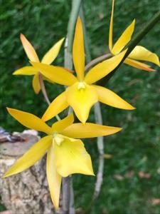 Brassanthe Sunny Delight