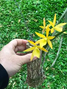 Brassanthe Sunny Delight