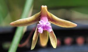Dendrobium Australian Luscious Lip