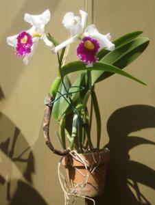 Cattleya Persepolis