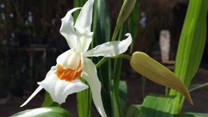 Coelogyne Fredensborg