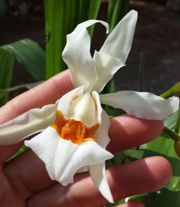 <i>Coelogyne</i> Fredensborg
