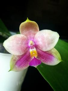 Phalaenopsis Dragon Tree Eagle