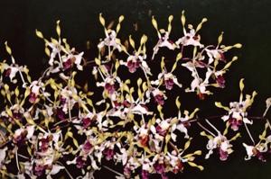 Dendrobium Tan Chye Siam