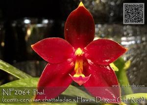 <i>Phalaenopsis</i> Chang Yi Little Peppers