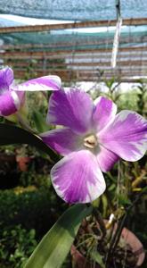 Dendrobium Ekapol