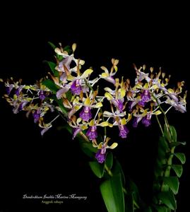 Dendrobium Imelda Marina Masagung
