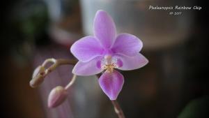<i>Phalaenopsis</i> Rainbow Chip