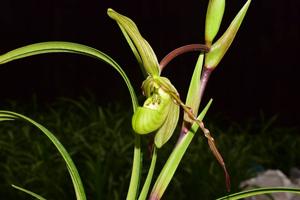 <i>Phragmipedium</i> x <i>richteri</i>