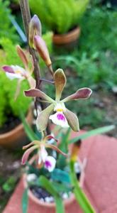 Encyclia Tropiquests