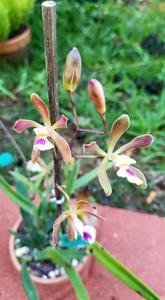 Encyclia Tropiquests