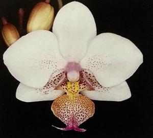 <i>Phalaenopsis</i> Seletar Little Leopard
