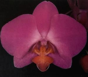 Phalaenopsis Ng Ju An