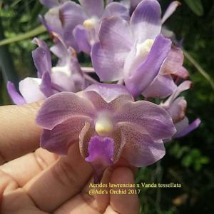 <i>Aeridovanda</i> Frank Johnston