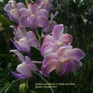 Aeridovanda Frank Johnston