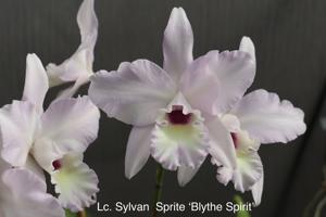 Laeliocattleya Sylvan Sprite