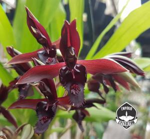 Catasetum Maria Mercedes Soares