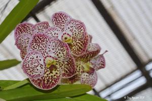 Vanda Kulwadee Fragrance