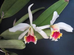 Cattleya blossfeldiana