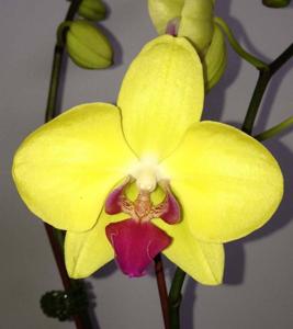 Phalaenopsis OX Yellow Freed