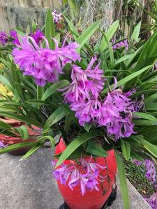 Brassanthe Maikai