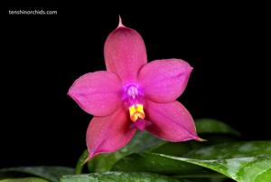 <i>Phalaenopsis</i> Matthew Chen