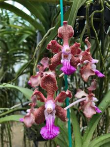 Papilionanda Paksorn Fragrance