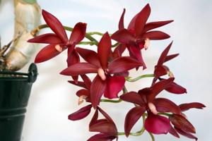 Cycnodes Wine Delight