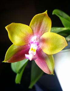 Phalaenopsis Dragon Tree Eagle