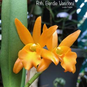 <i>Rhyncattleanthe </i> Brenda Muse-Daffodil