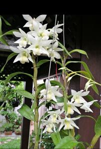 Dendrobium Lime Frost