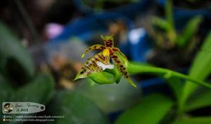 Phalaenopsis LOC Magic Panther