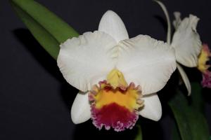 Rhyncholaeliocattleya Lisa Taylor Gallis