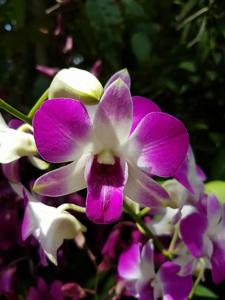 Dendrobium Hiang Beauty