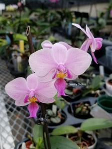 <i>Phalaenopsis</i> x <i>veitchiana</i>