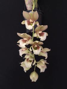 <i>Clowesetum</i> Simonides Sahyim Yunes