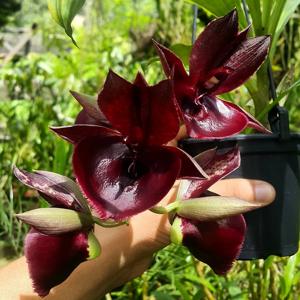 Catasetum John C. Burchett