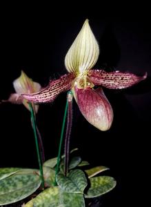 <i>Paphiopedilum</i> Sukhacanh