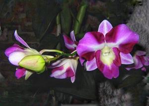 Dendrobium Dragon Eye