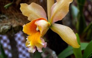 Rhyncholaeliocattleya Pieces of Eight