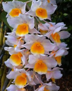 <i>Dendrobium</i> Marie Dalmeny